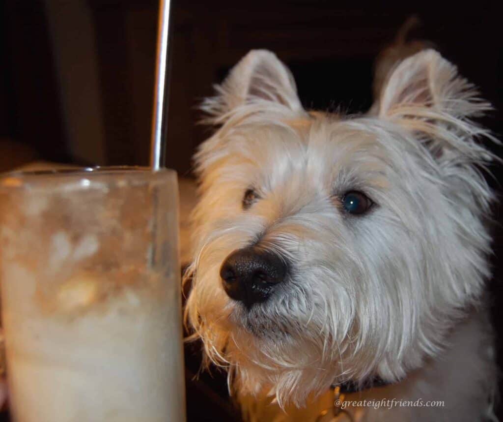 Fluffy white dog staring at a root beer float.
