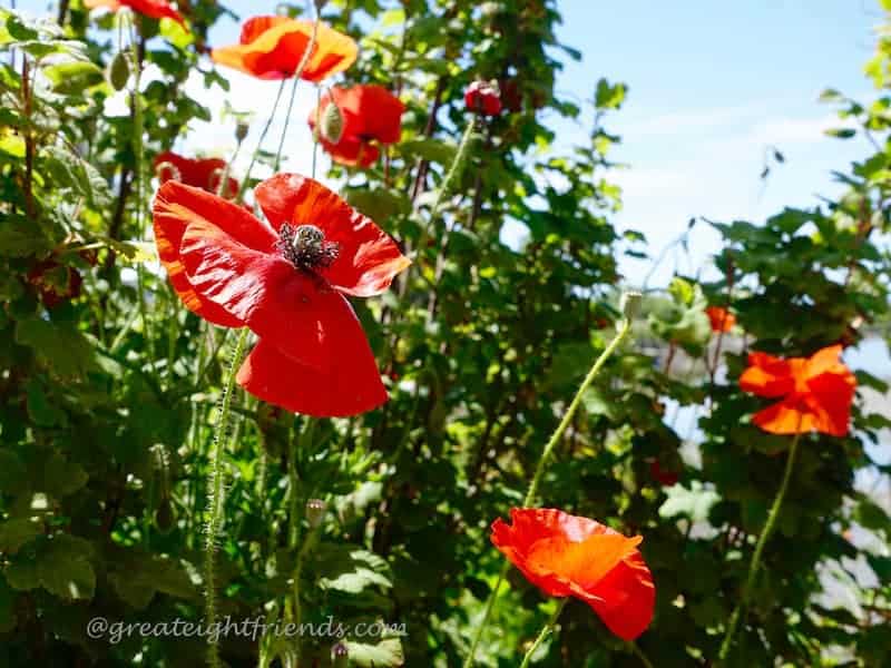 Edison Poppies