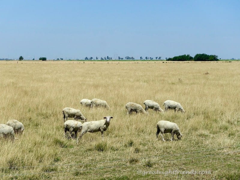 Lambs grazing in a field.