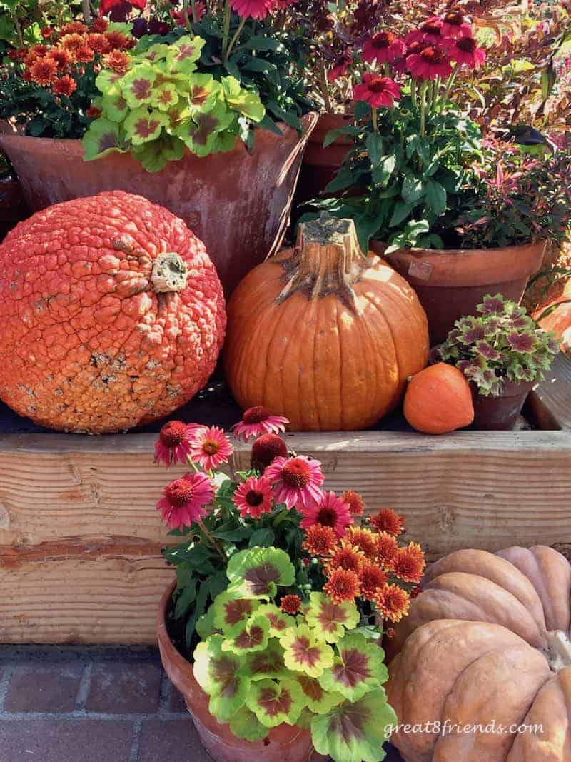 Why does everything become all things pumpkin when October rolls around? We have the history and some Gr8 Recipes for your October!