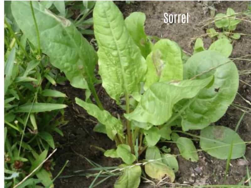 A picture of sorrel growing.