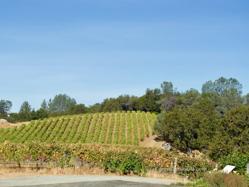 Sometimes you have a meal that will live in your memory forever. This brunch at Skinner Vineyards in El Dorado Wine Country by Table Nectar is one of those.