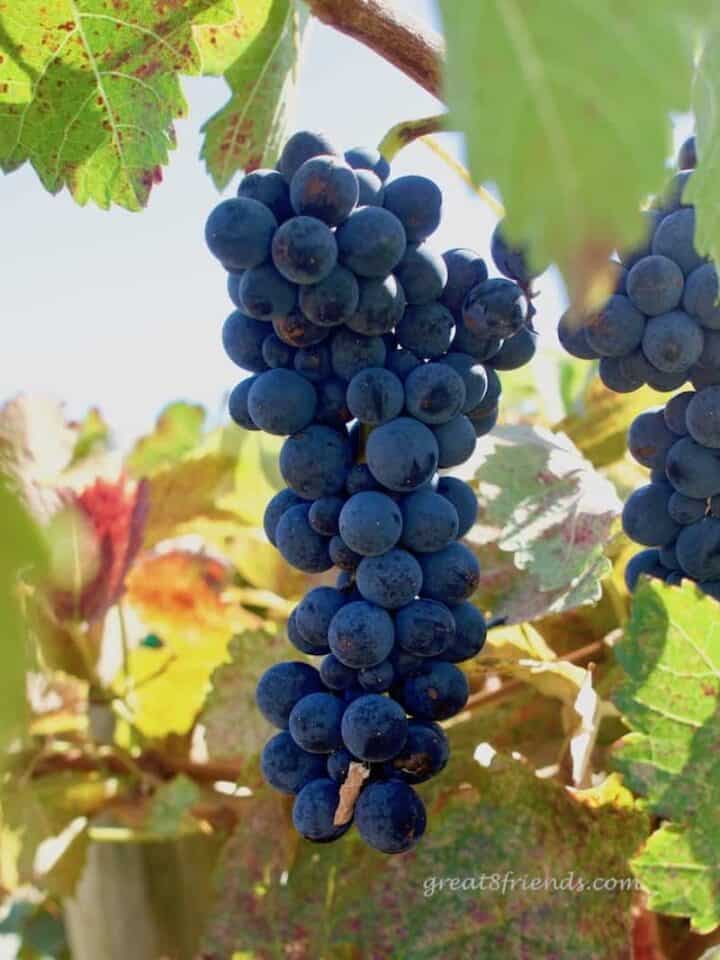 Lovely El Dorado Wine Country Great Eight Friends