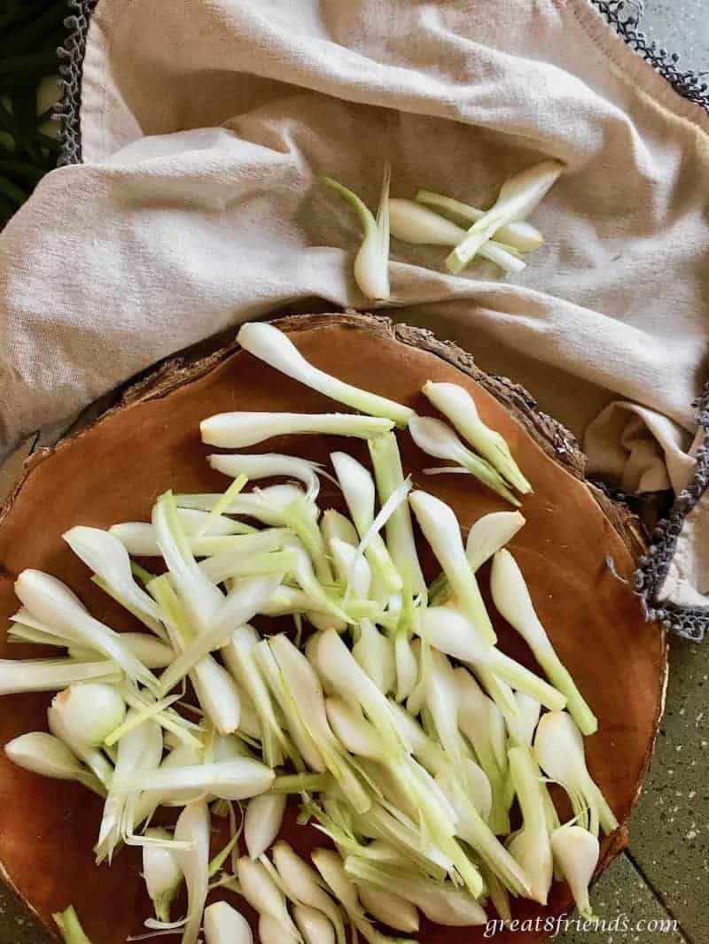 Fresh spring onions cut lengthwise in quarters.