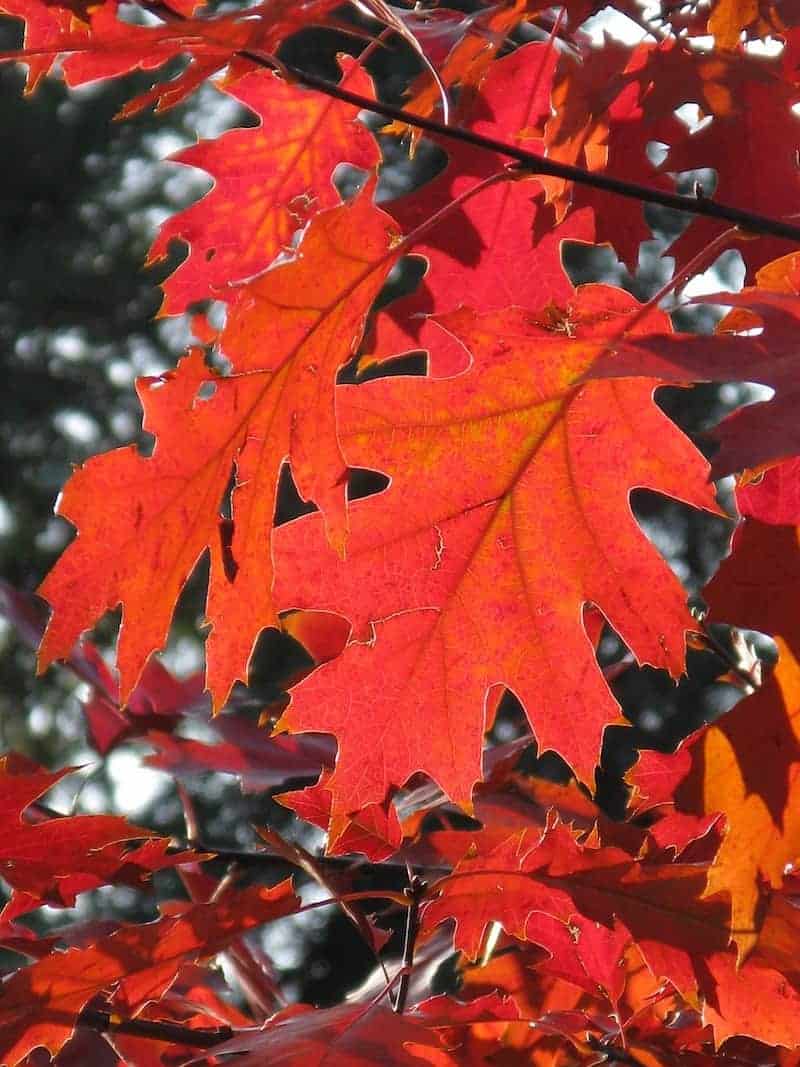 Red fall leaves on a tree.