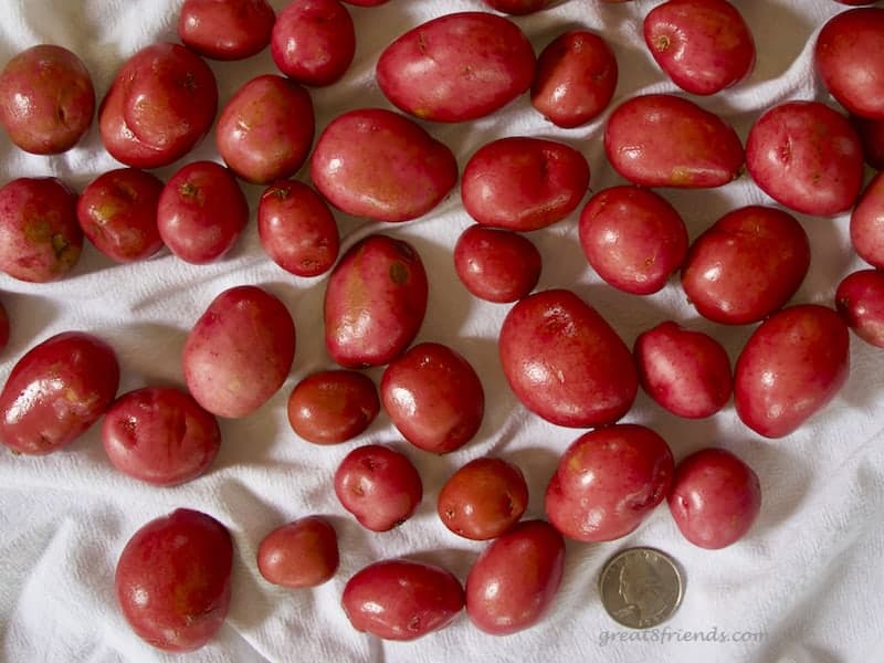 Overhead shot of red new potatoes drying on a white dish towel. With a quarter for size reference.