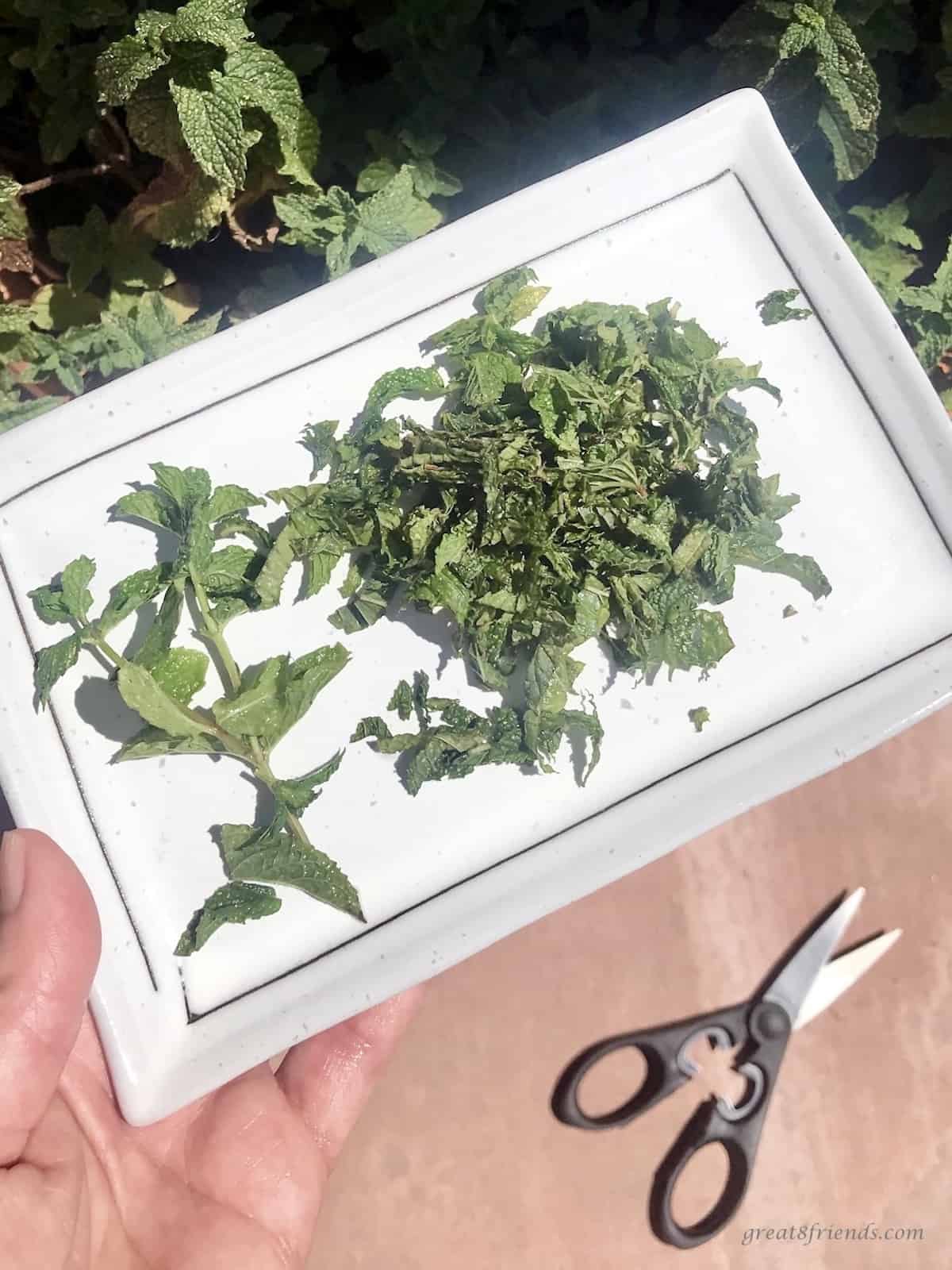 Clipped fresh mint on a white plate with a pair of scissors on the table.